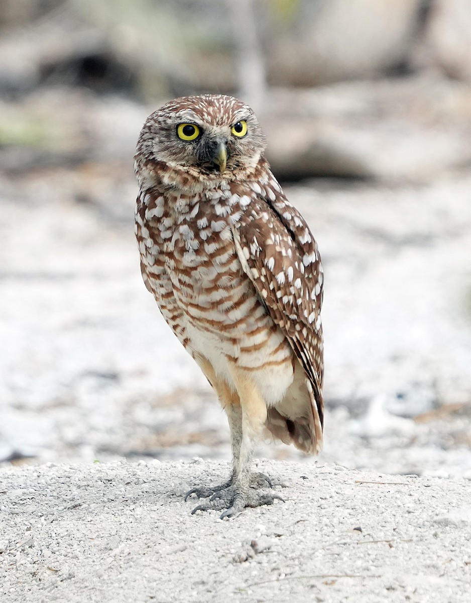Burrowing Owl (guadeloupensis Group) - ML637283369