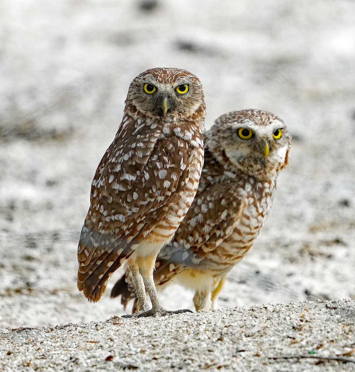 Burrowing Owl (guadeloupensis Group) - ML637283370