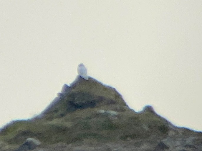 Snowy Owl - ML637283392