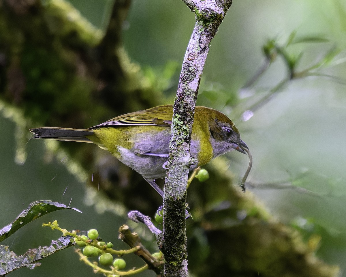 Ashy-throated Chlorospingus - ML637283425