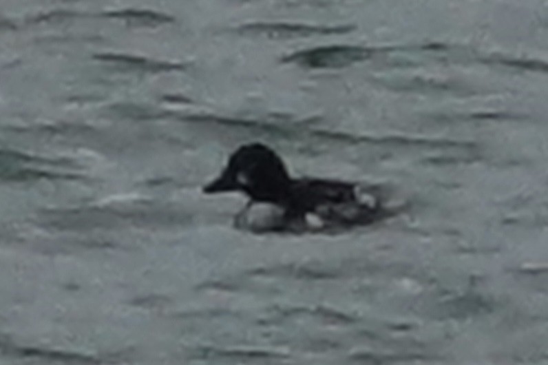 Common Goldeneye - ML637283459