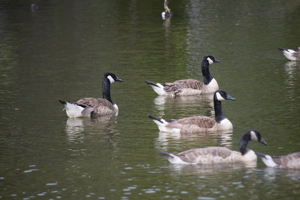 Канадская казарка - ML637283509