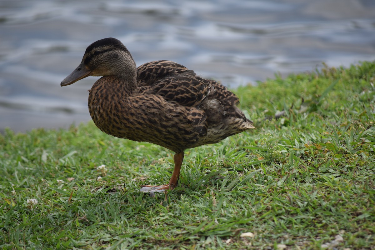 Кряква - ML637283524