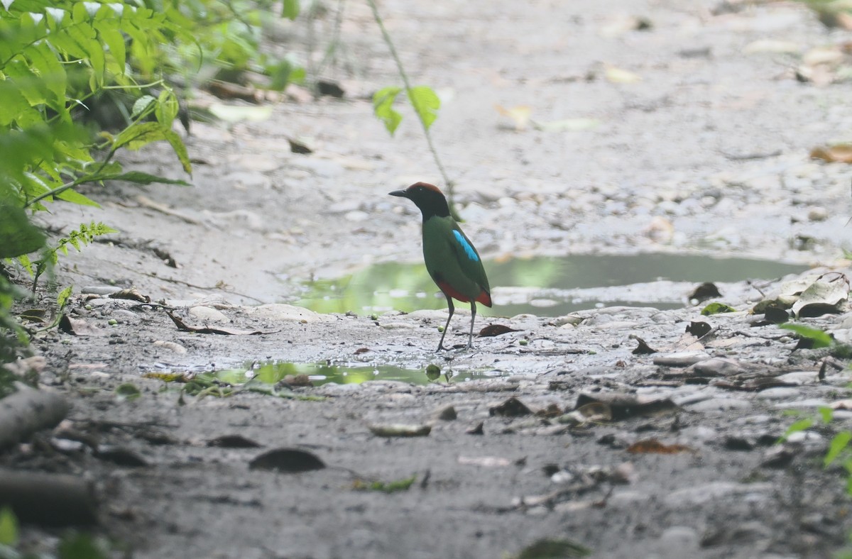 Western Hooded Pitta - ML637283553
