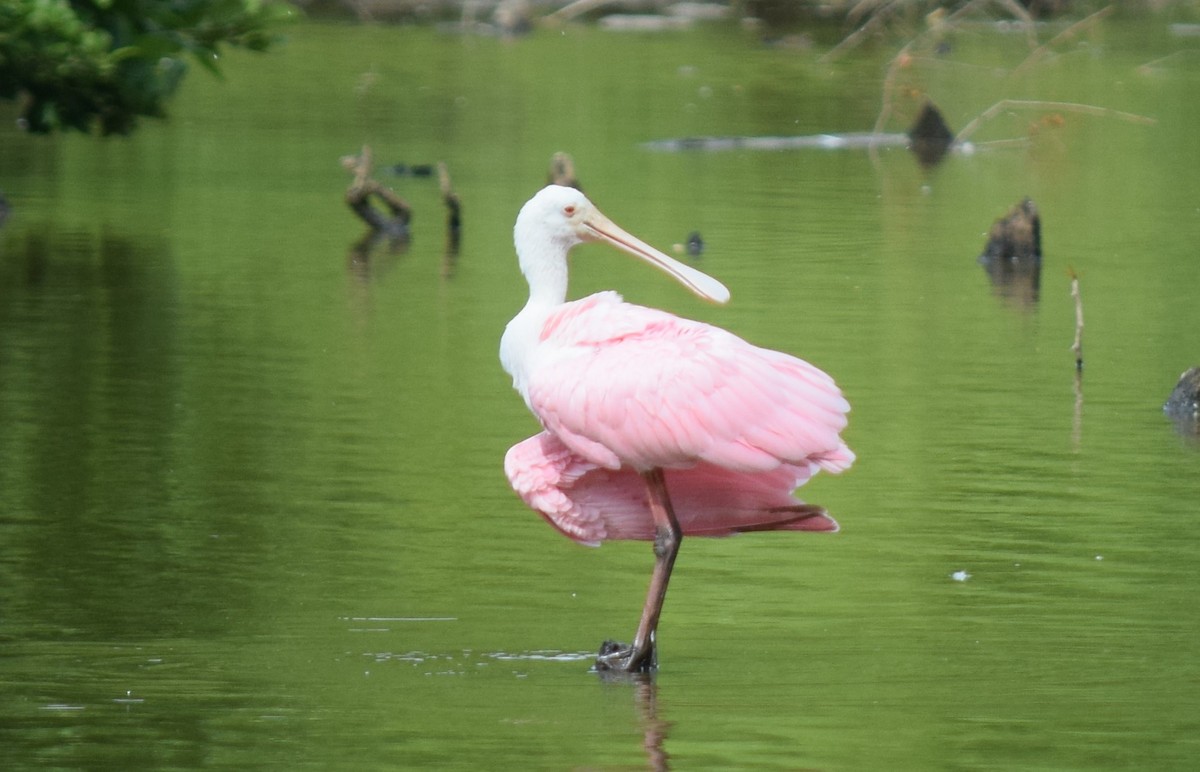 Розовая колпица - ML637283558