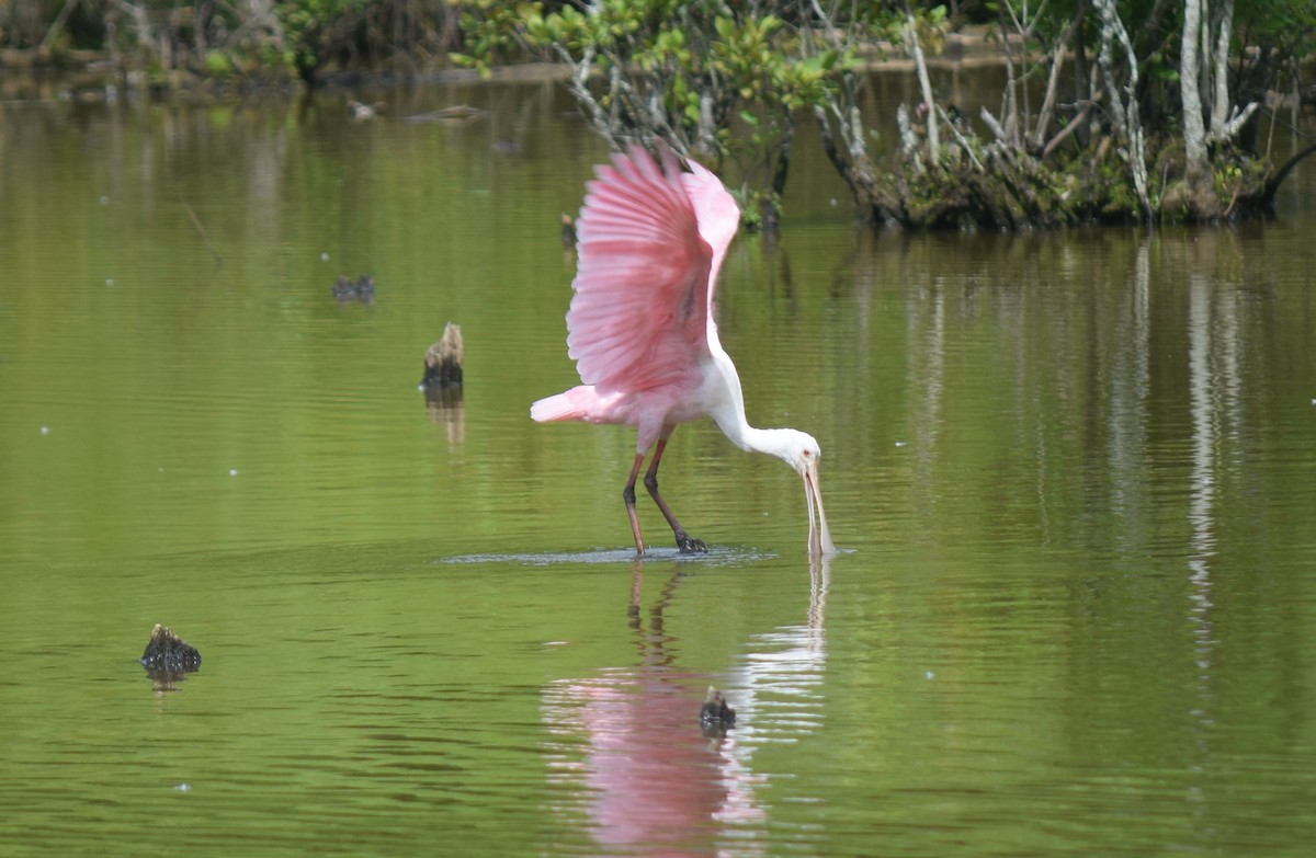 Розовая колпица - ML637283559