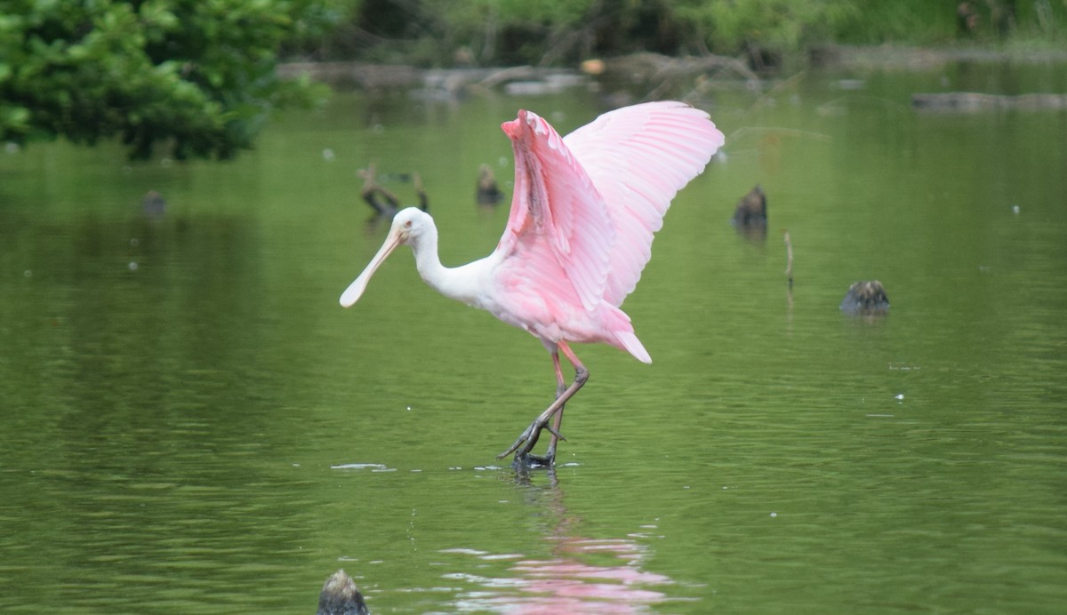 Розовая колпица - ML637283560