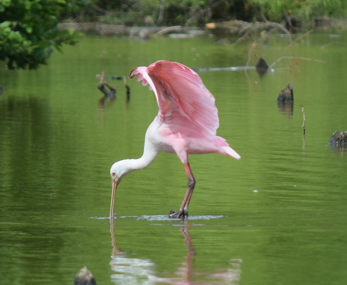 Розовая колпица - ML637283561