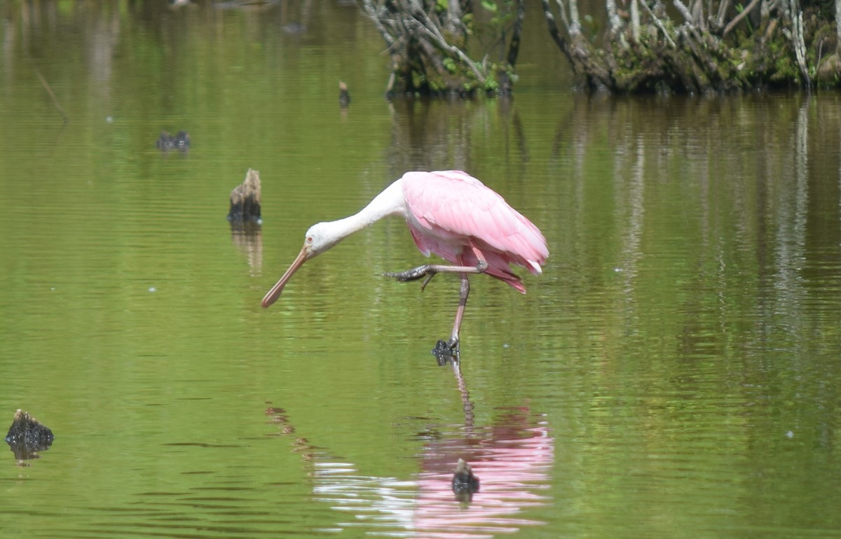 Розовая колпица - ML637283562