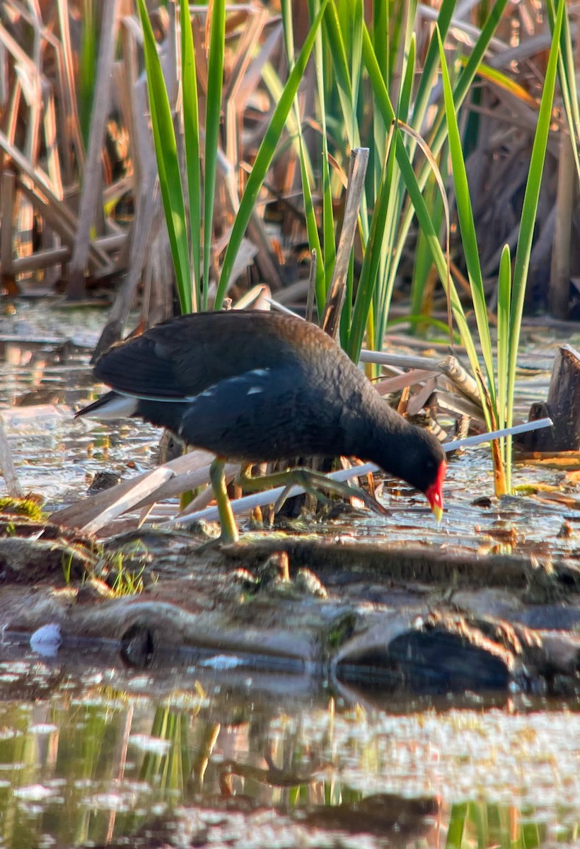 Common Gallinule - ML637283580