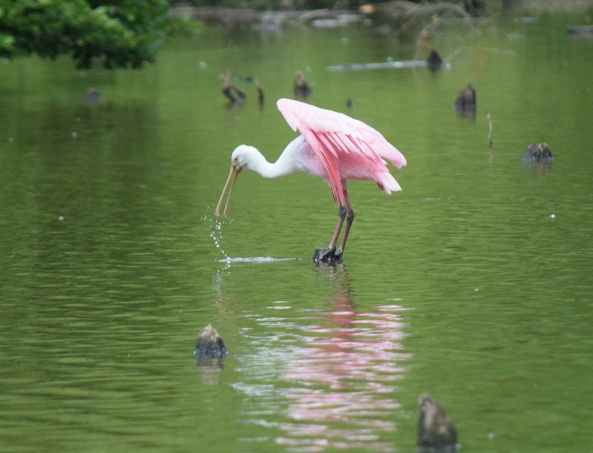 Розовая колпица - ML637283583