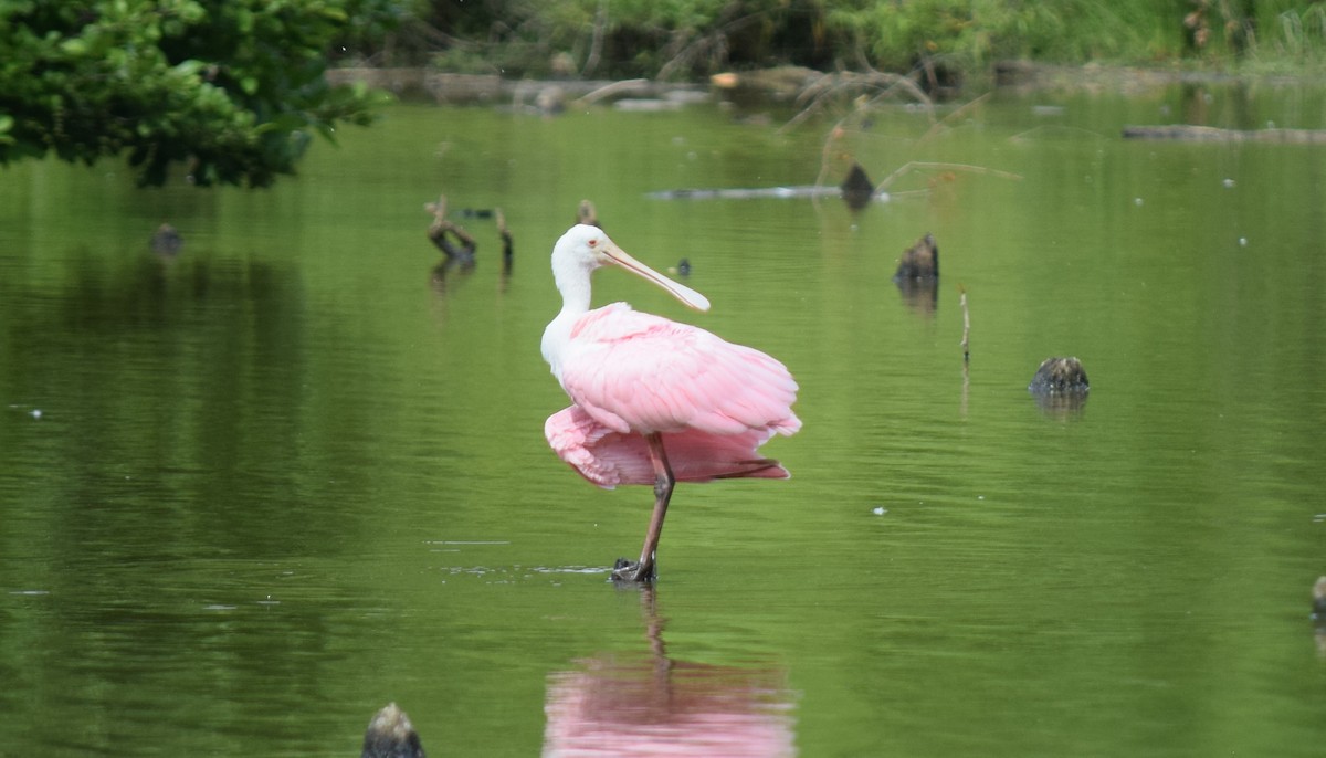 Розовая колпица - ML637283600