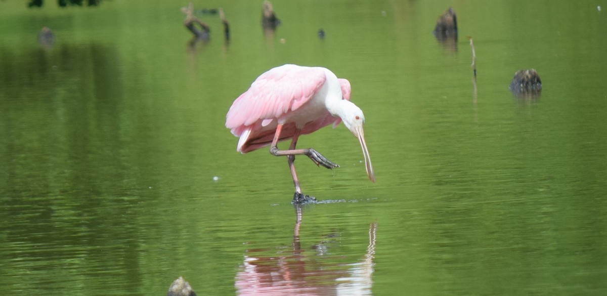 Розовая колпица - ML637283604