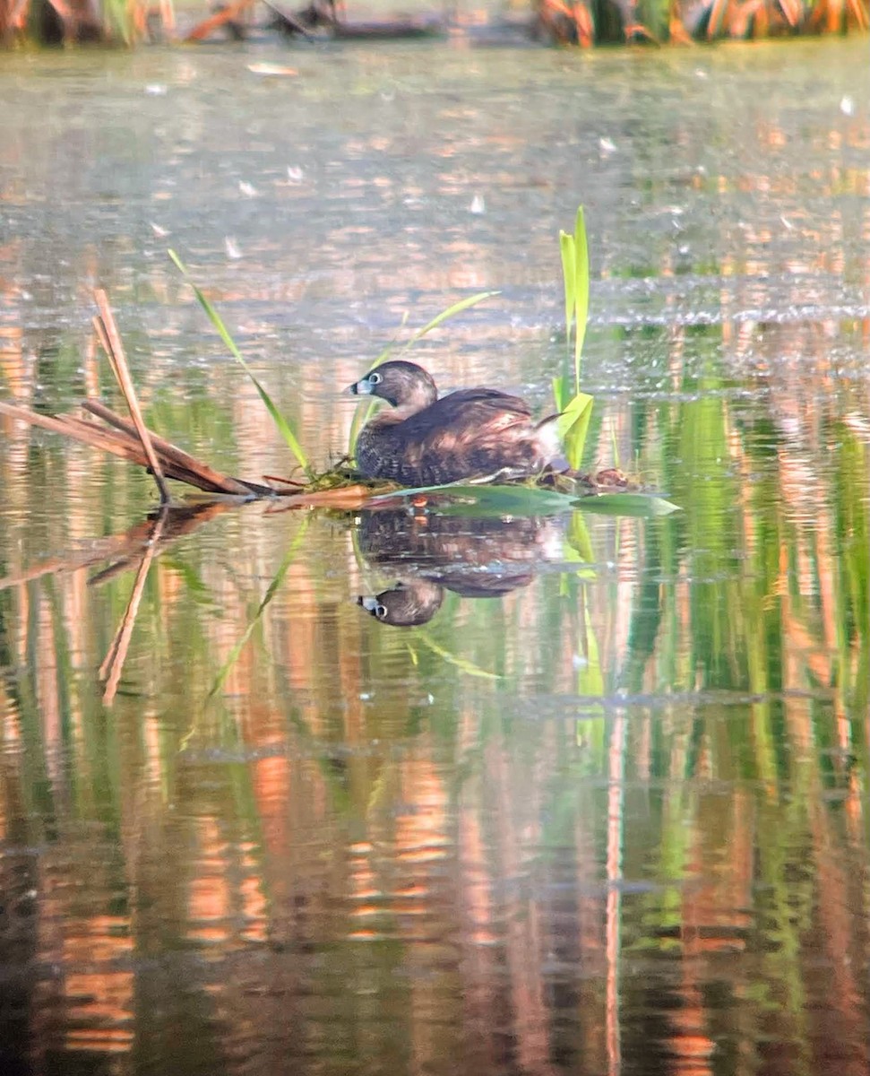 Pied-billed Grebe - ML637283606
