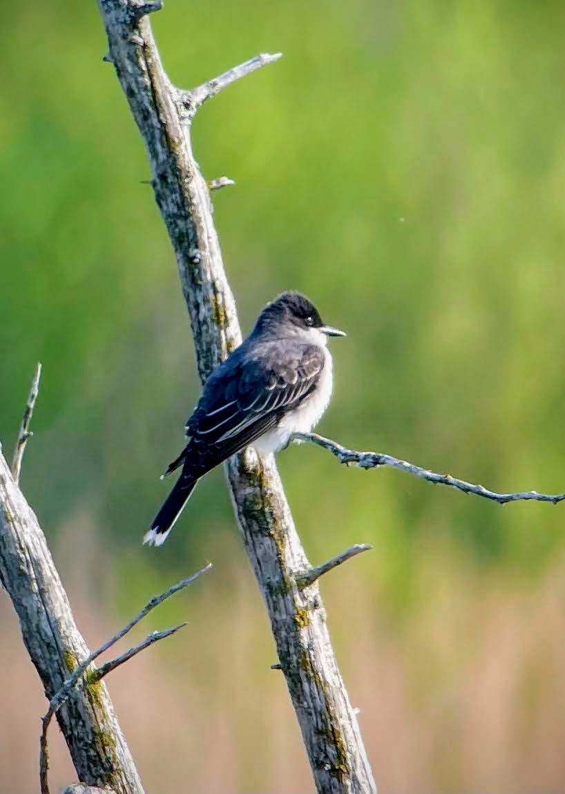 Eastern Kingbird - ML637283628