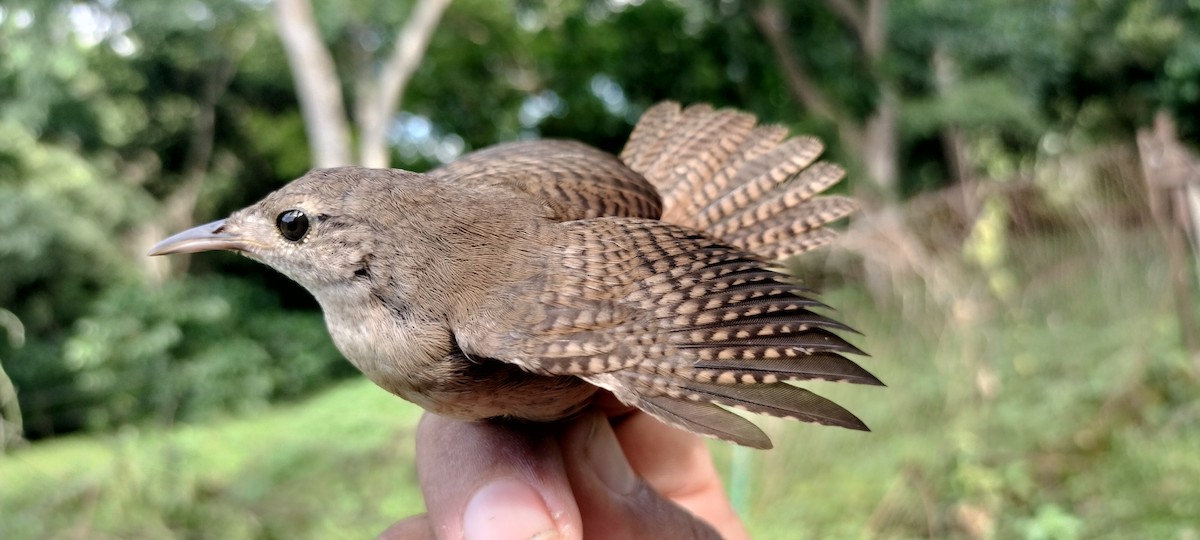 Southern House Wren - ML637283630
