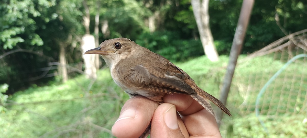 Southern House Wren - ML637283631