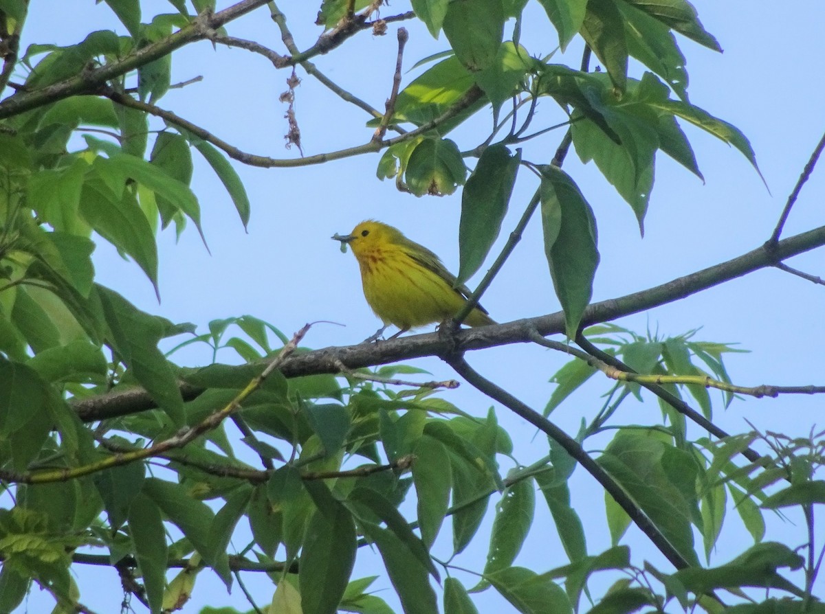 Northern Yellow Warbler - ML637283674