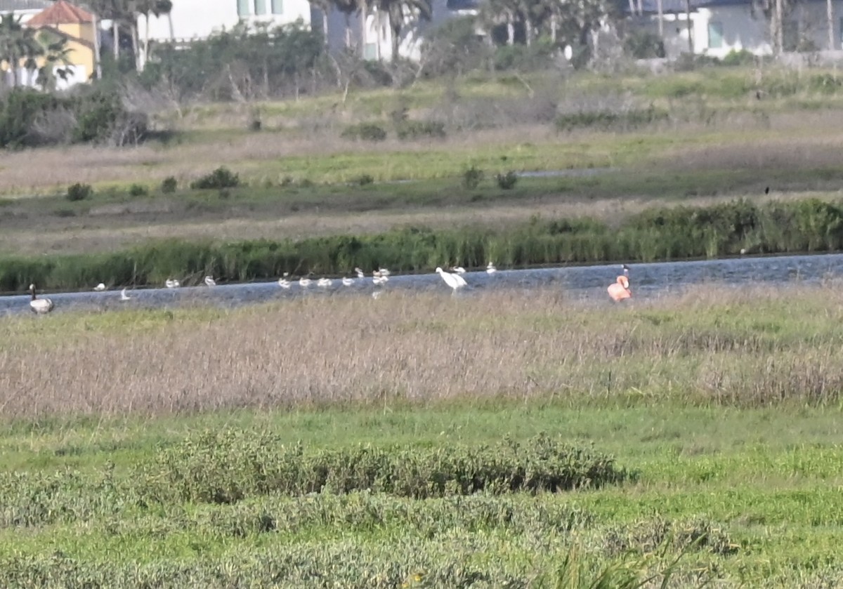 American Flamingo - ML637283691