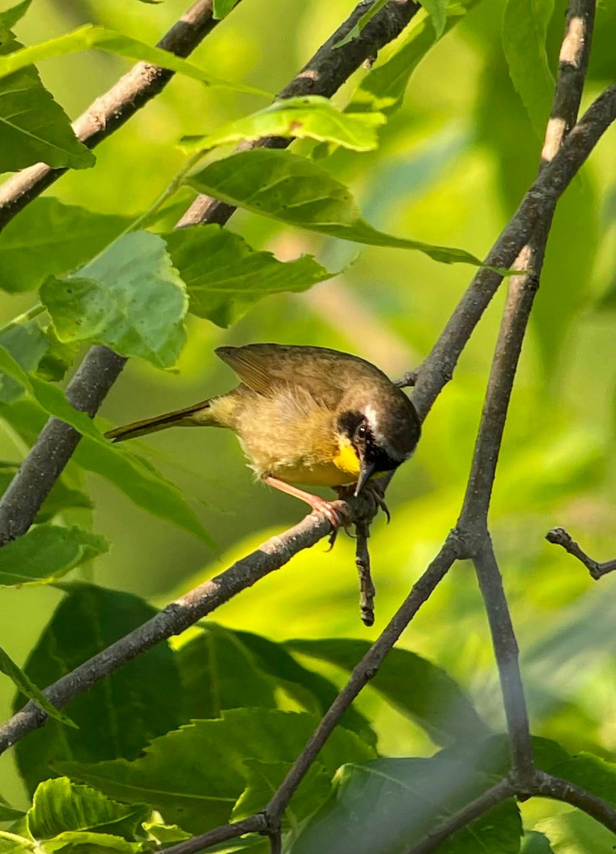 Common Yellowthroat - ML637283696