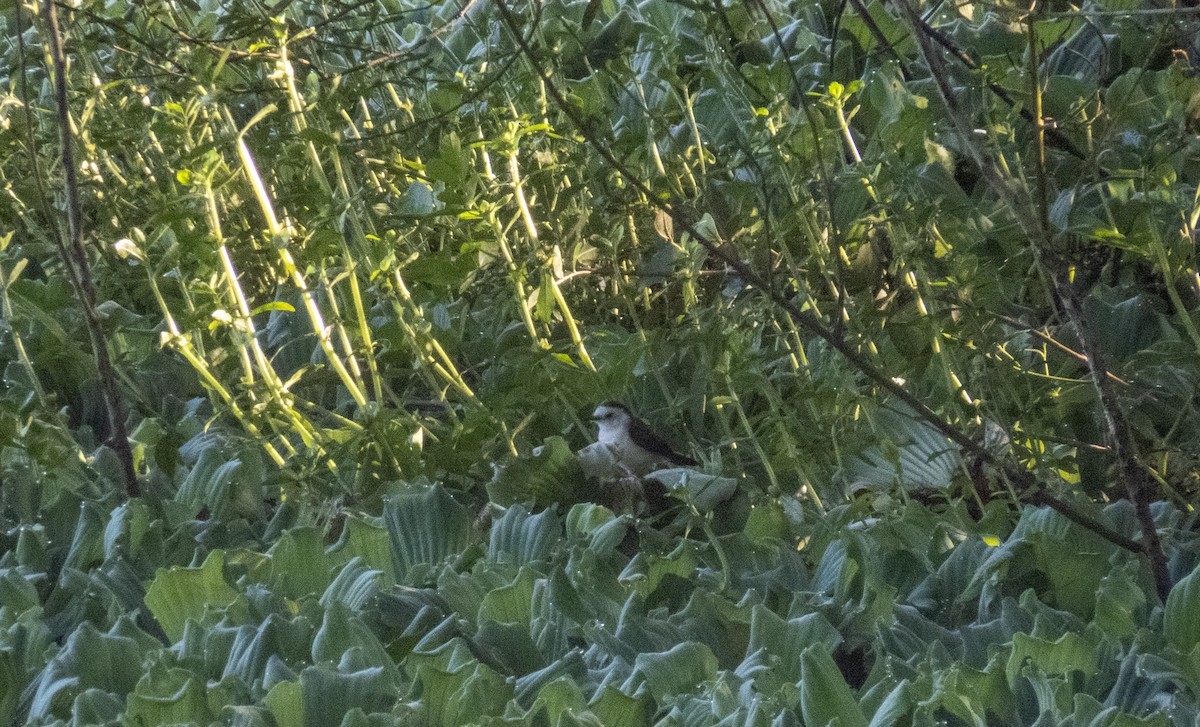 Black-backed Water-Tyrant - ML637283738