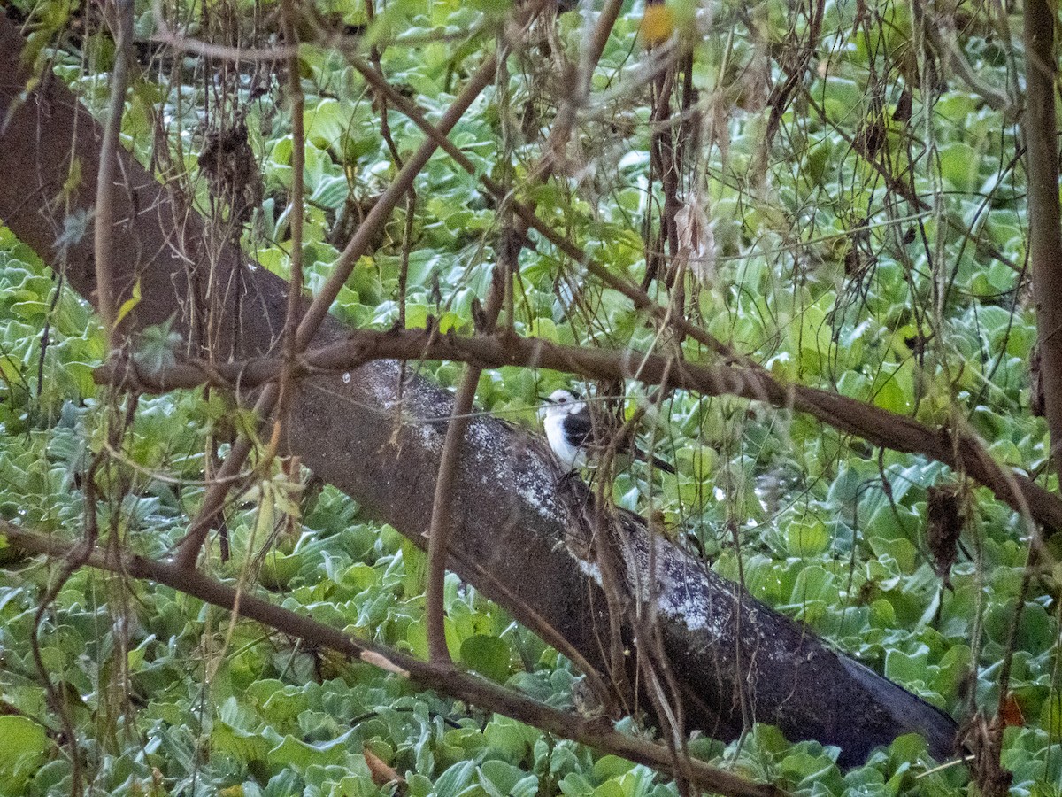 Black-backed Water-Tyrant - ML637283739