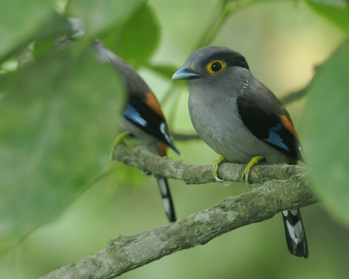 Gray-lored Broadbill - ML637283751