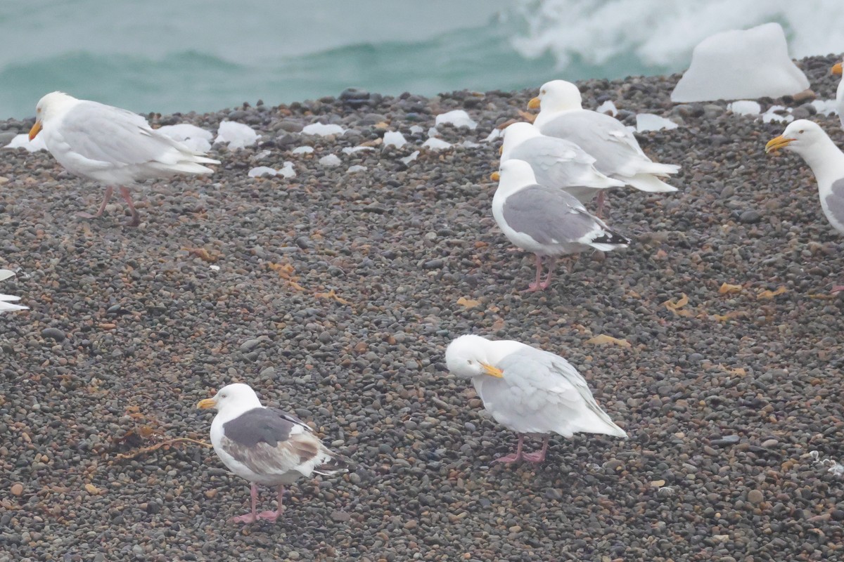 Slaty-backed Gull - ML637283756