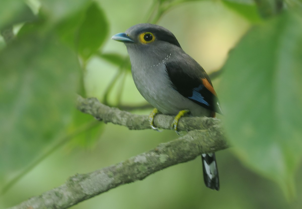 Gray-lored Broadbill - ML637283759