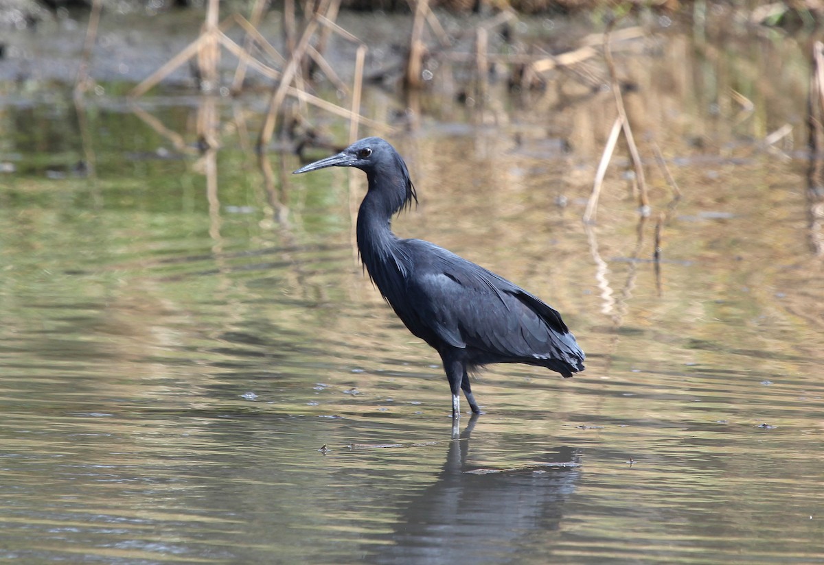 Black Heron - ML637283798