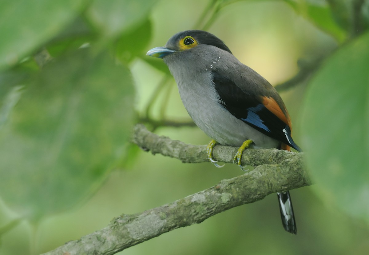 Gray-lored Broadbill - ML637283816