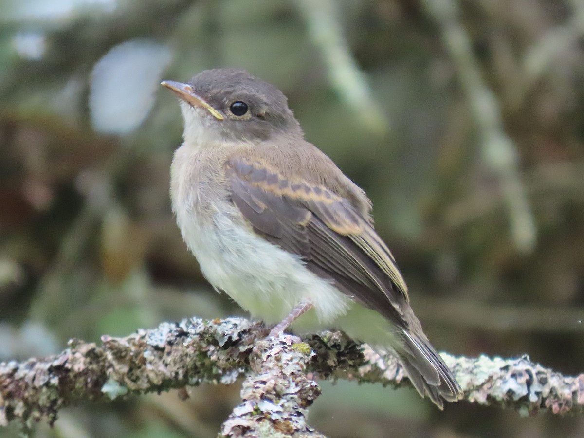 Eastern Phoebe - ML637283842