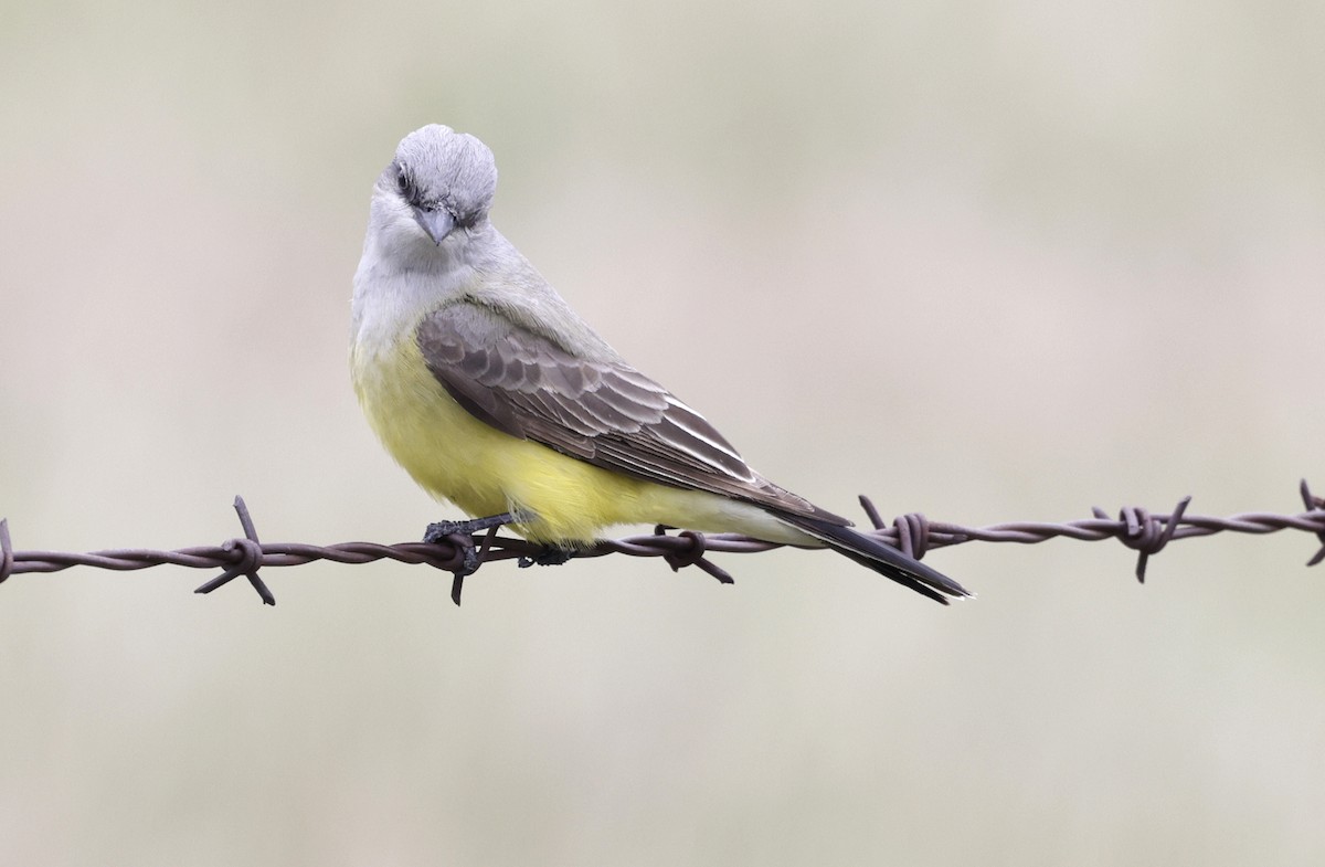 Western Kingbird - ML637283868