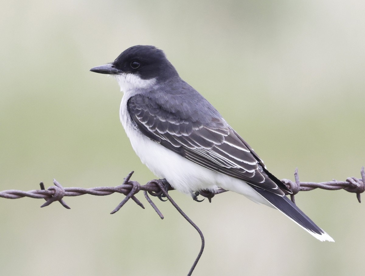 Eastern Kingbird - ML637283890