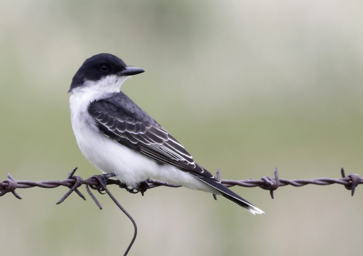 Eastern Kingbird - ML637283891