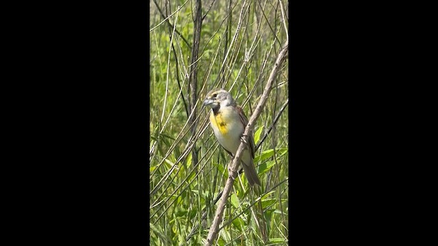 Dickcissel - ML637283948