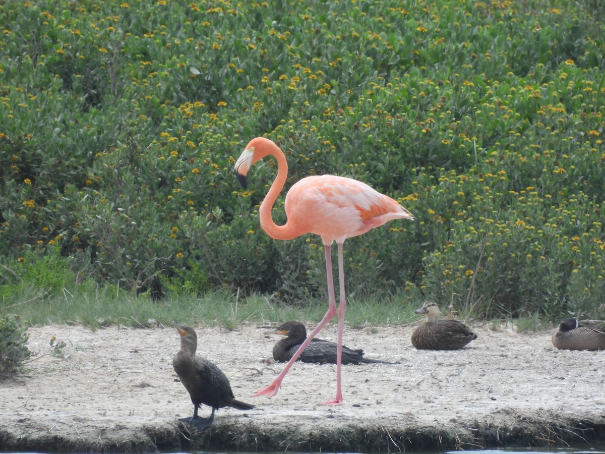 American Flamingo - ML637284021