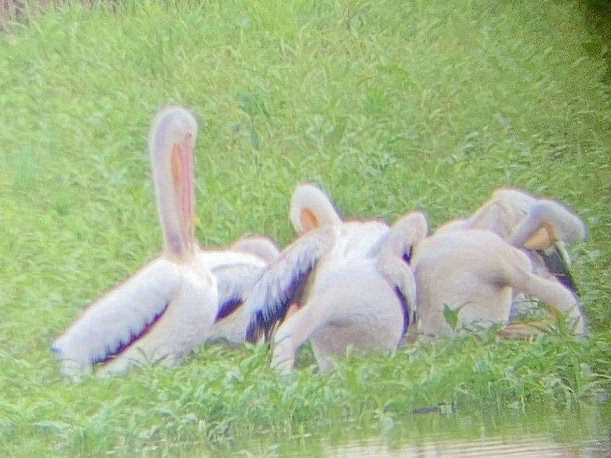 American White Pelican - ML637284093