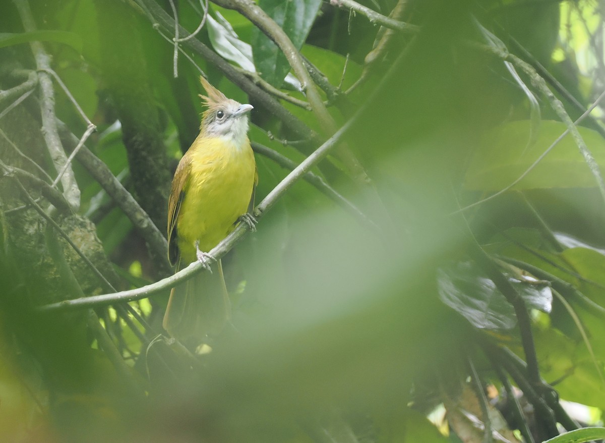 White-throated Bulbul - ML637284100