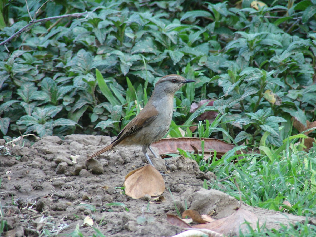 Rufous-tailed Palm-Thrush - ML637284106