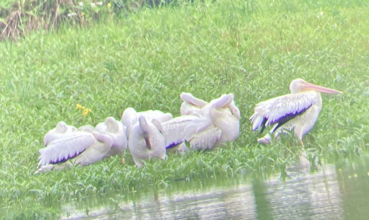 American White Pelican - ML637284117