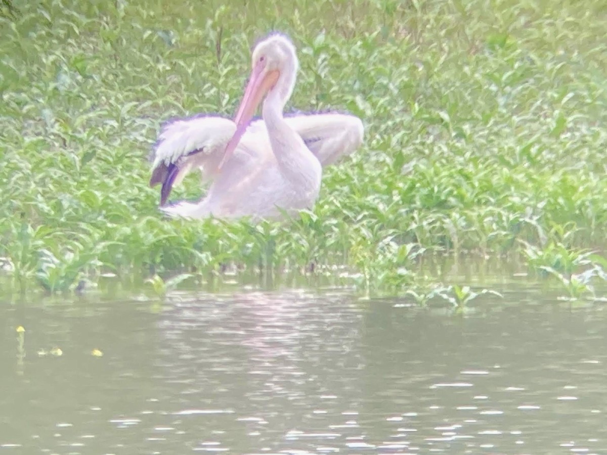 American White Pelican - ML637284147