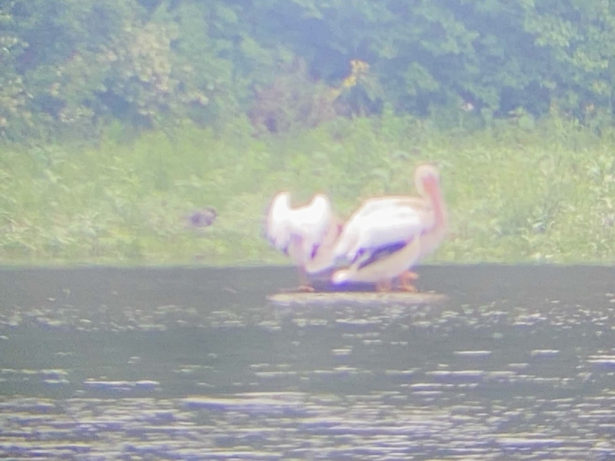 American White Pelican - ML637284152