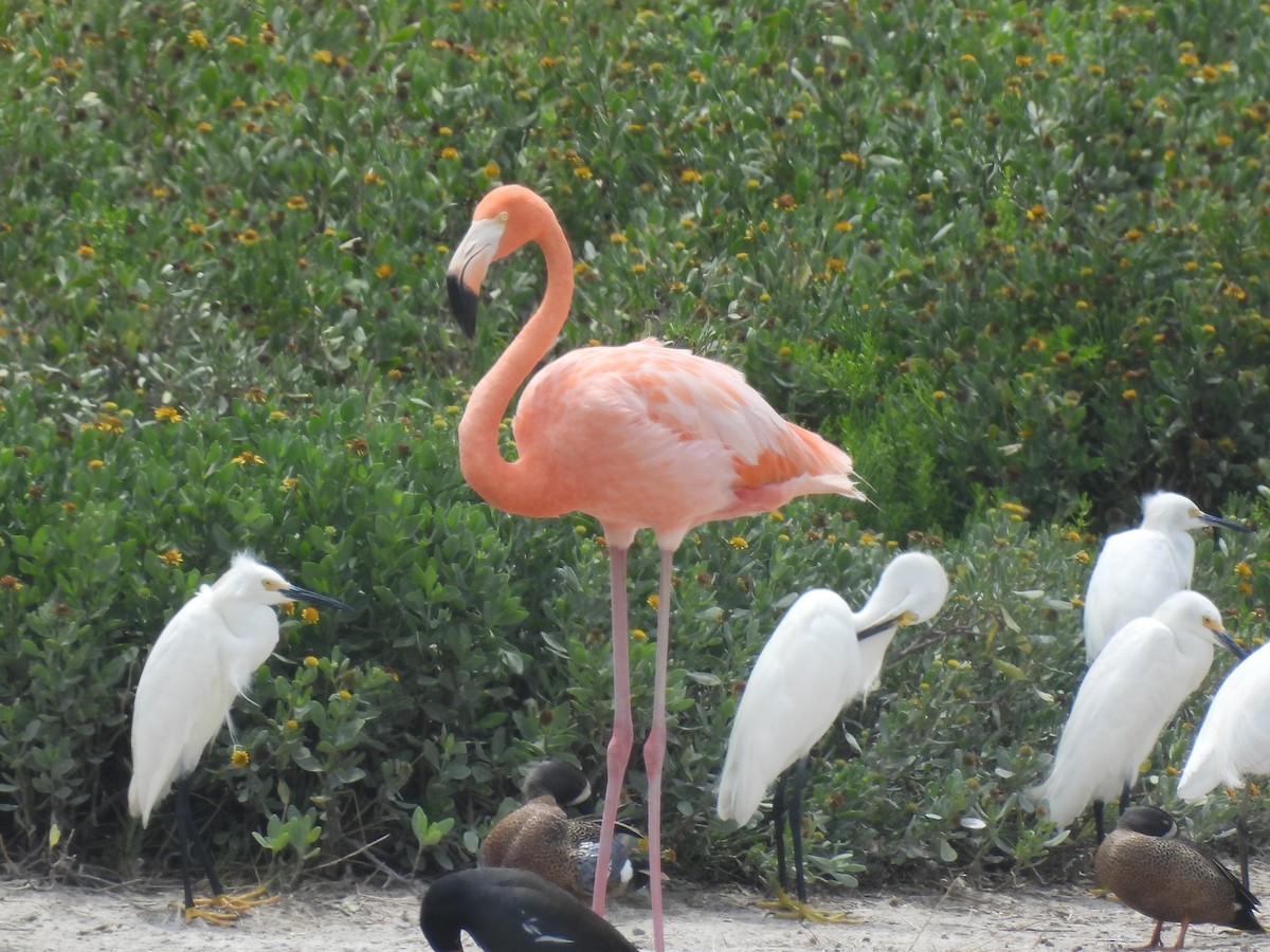 American Flamingo - ML637284204