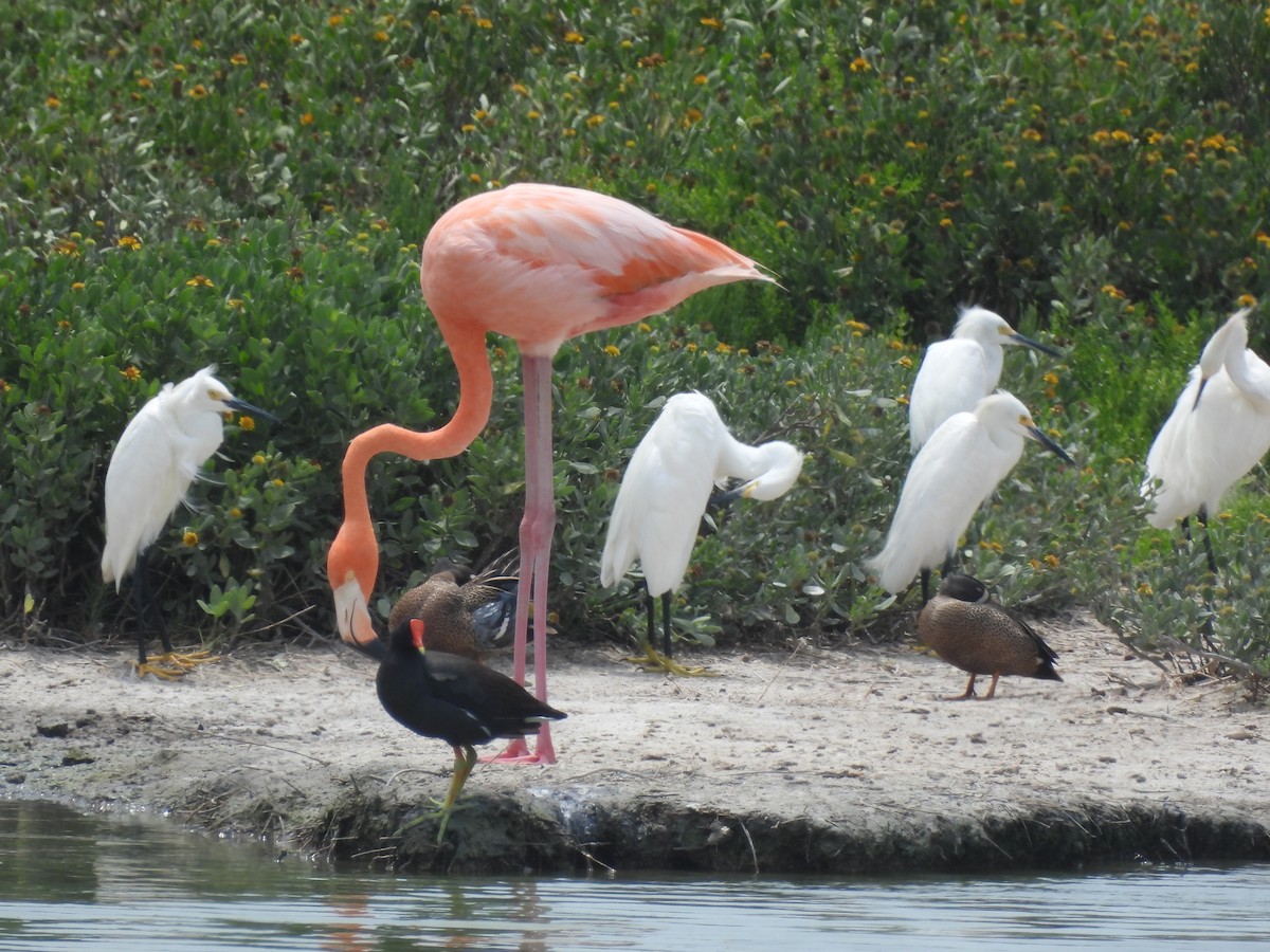 American Flamingo - ML637284206