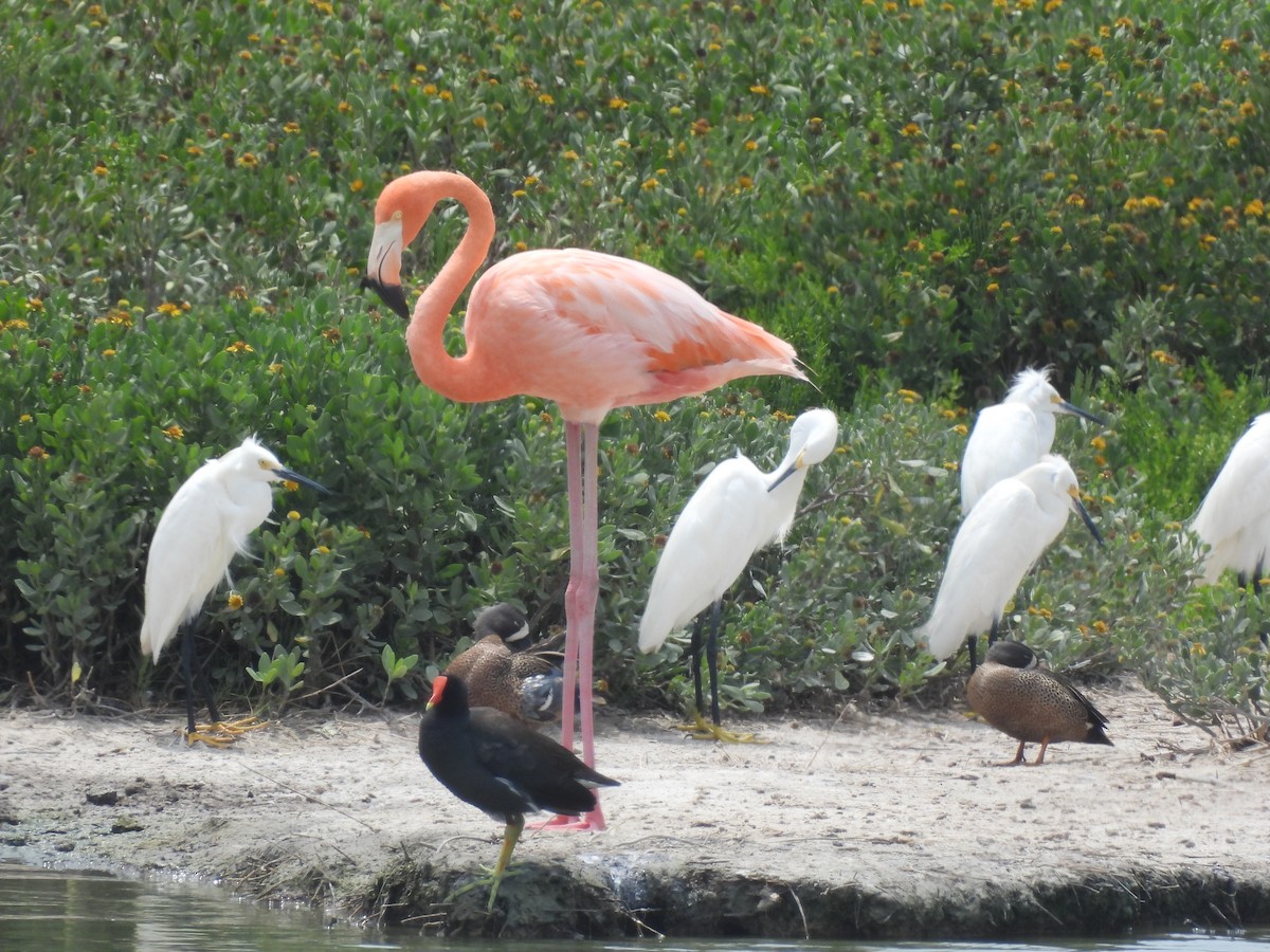 American Flamingo - ML637284207