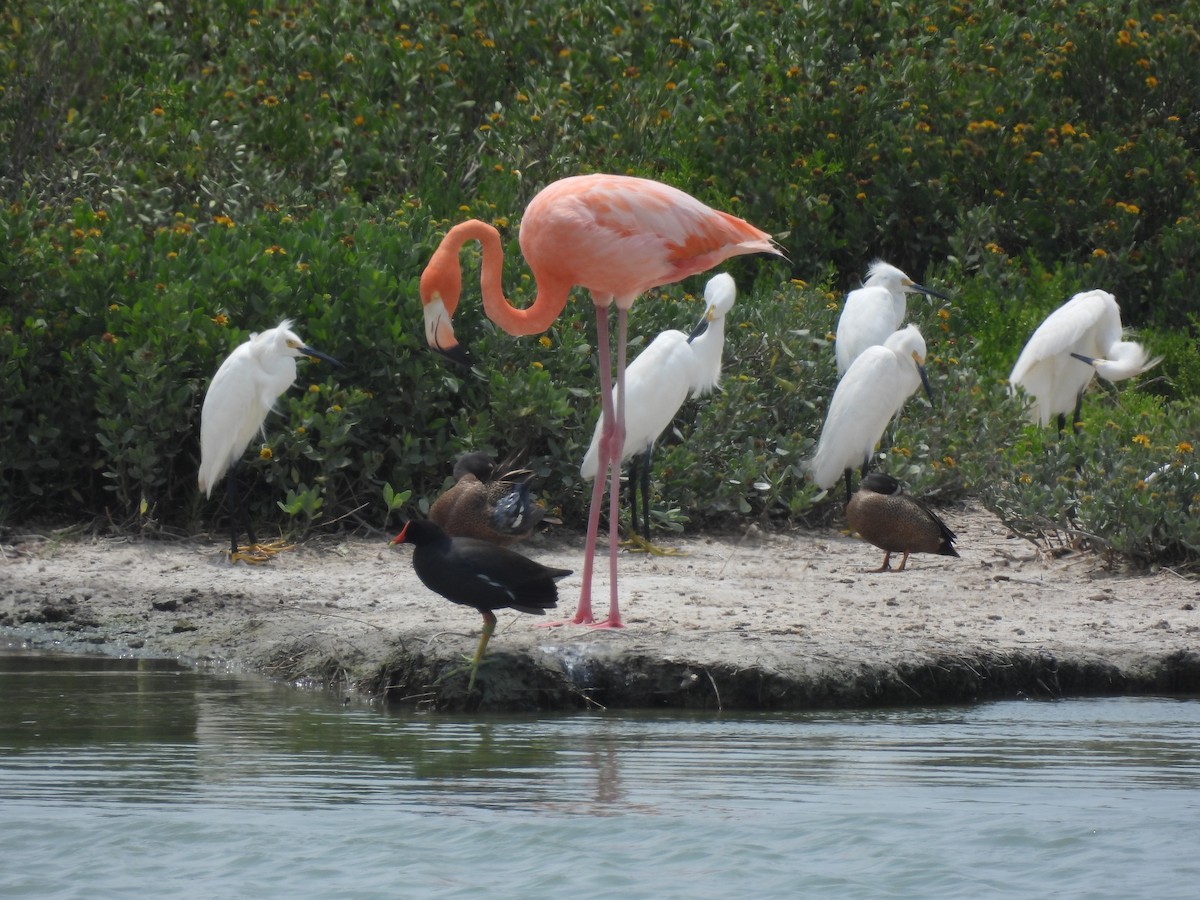 American Flamingo - ML637284208