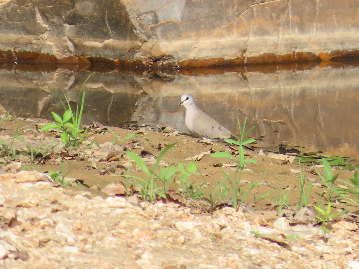 Black-billed Wood-Dove - ML637284383