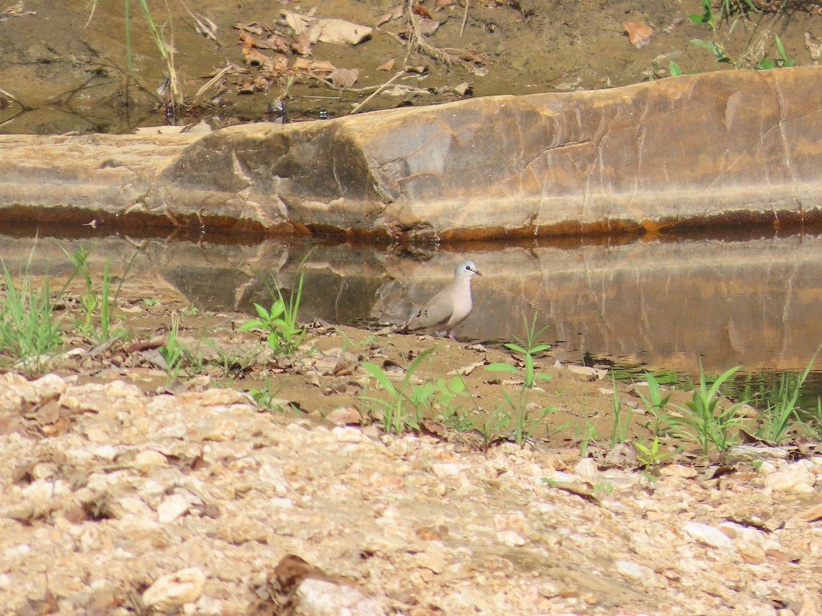 Black-billed Wood-Dove - ML637284388