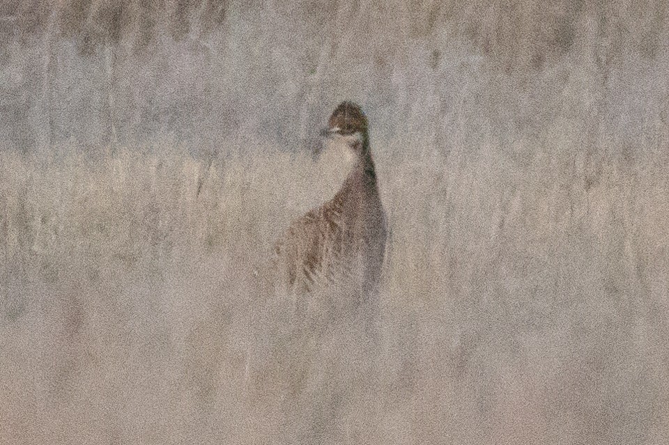 Lesser Prairie-Chicken - ML637284414